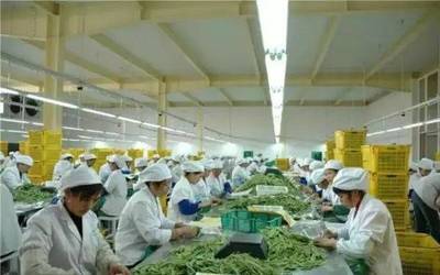 解锁乡村财富密码 6大农产品加工项目蕴藏巨大商机