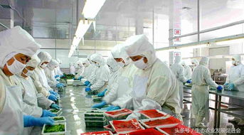 兴办农产品加工业不可不知 11项关键问答指南