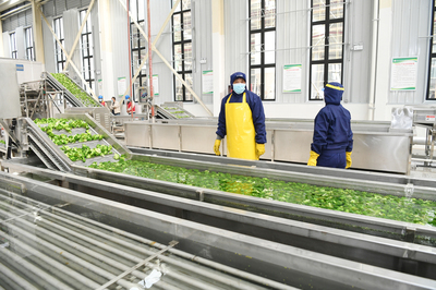 滨海三叶 农产品加工新标杆，书写乡村振兴新篇章