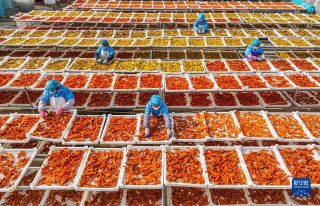 荣成埠柳镇 甘薯产业合作联社引领农产品加工新篇章