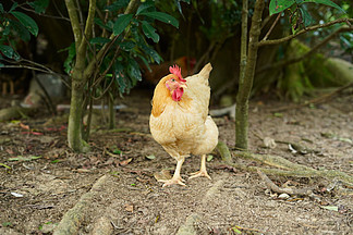 走地鸡 优质农产品的不二之选