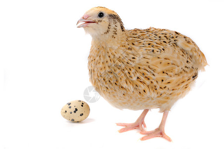 鹌鹑鸟与工艺品 自然与艺术的完美融合