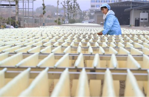 政策赋能与市场驱动 我国农产品加工业迈向高质量发展